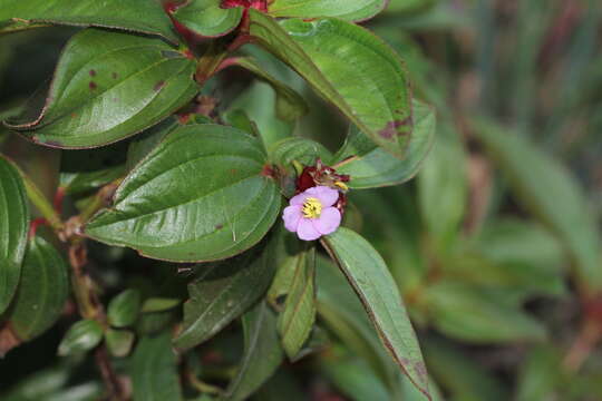 Image of Tristemma mauritianum J. F. Gmel.