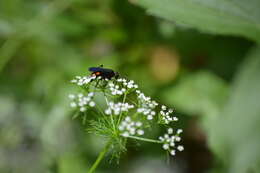 Image of Anoplius americanus americanus (Palisot de Beauvois 1811)