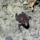 Image of Copper-backed Broodfrog