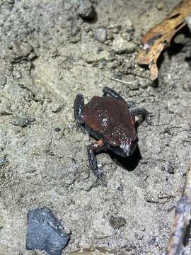 Image of Copper-backed Broodfrog