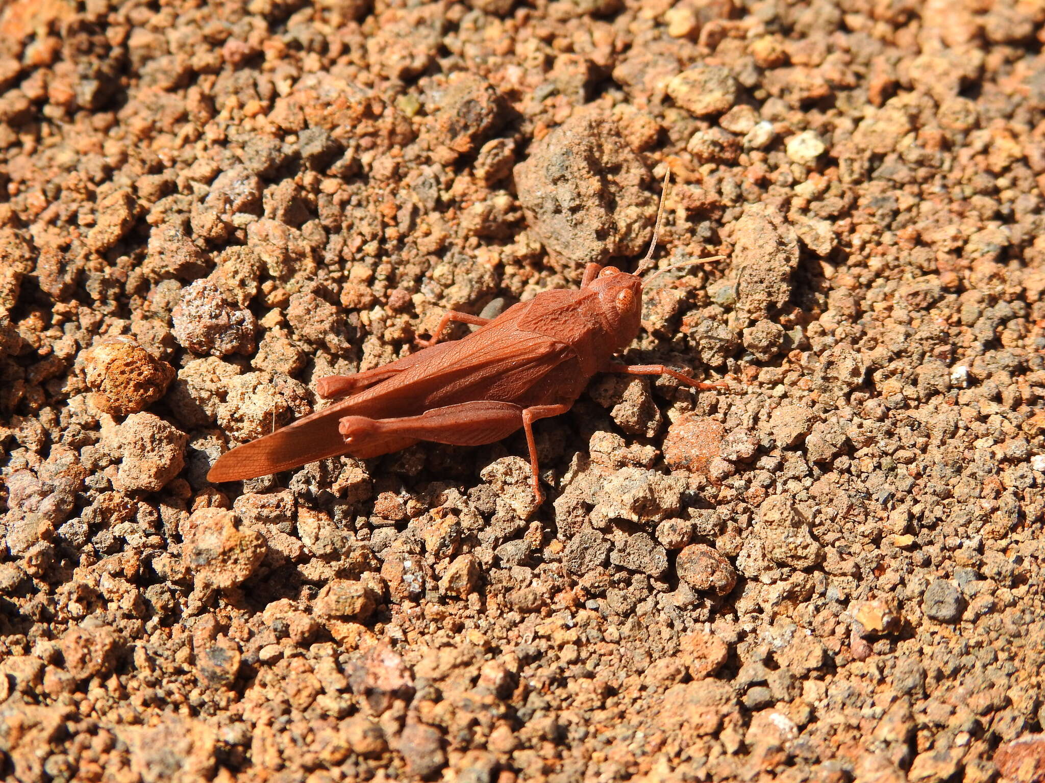 صورة Oedipoda canariensis Krauss 1892