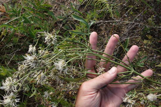 Image of Clematis hexapetala Pall.