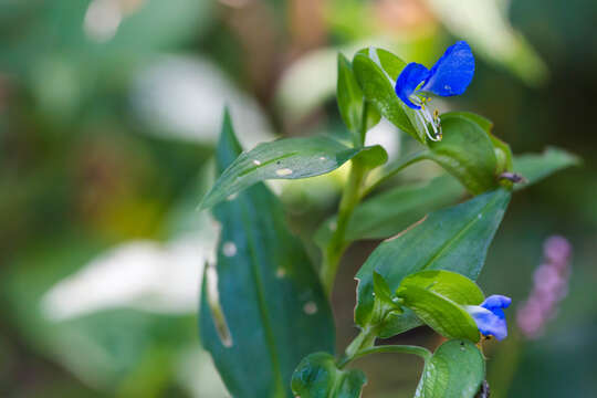 Image of Asiatic dayflower