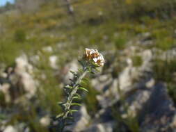 Image of Disparago laxifolia DC.