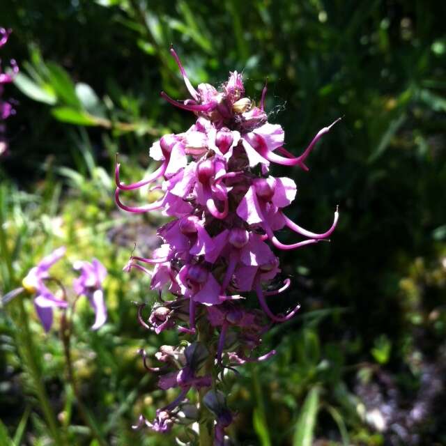 Image of elephanthead lousewort