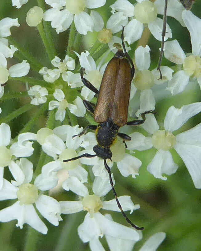 Image of Paracorymbia maculicornis (Degeer 1775)