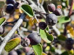 Image of Cotoneaster morulus Pojark.