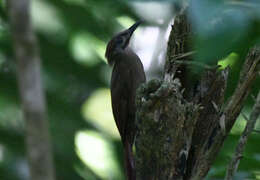 Image of Plain-brown Woodcreeper