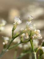 Image of spreading buckwheat