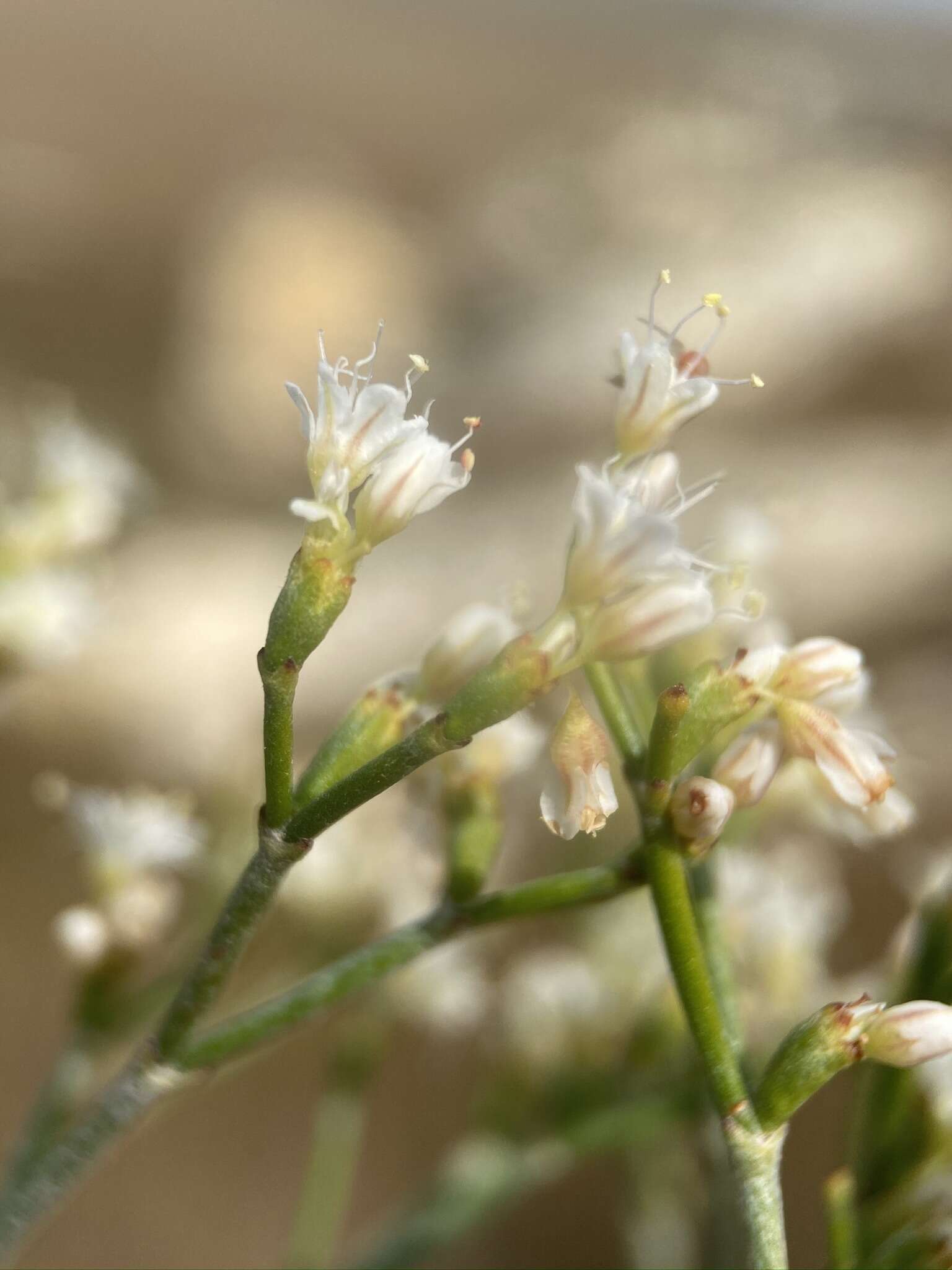 Image de Eriogonum helichrysoides (Gand.) Prain