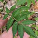 Solanum longiconicum Bitter resmi