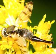 Image of Fruit fly