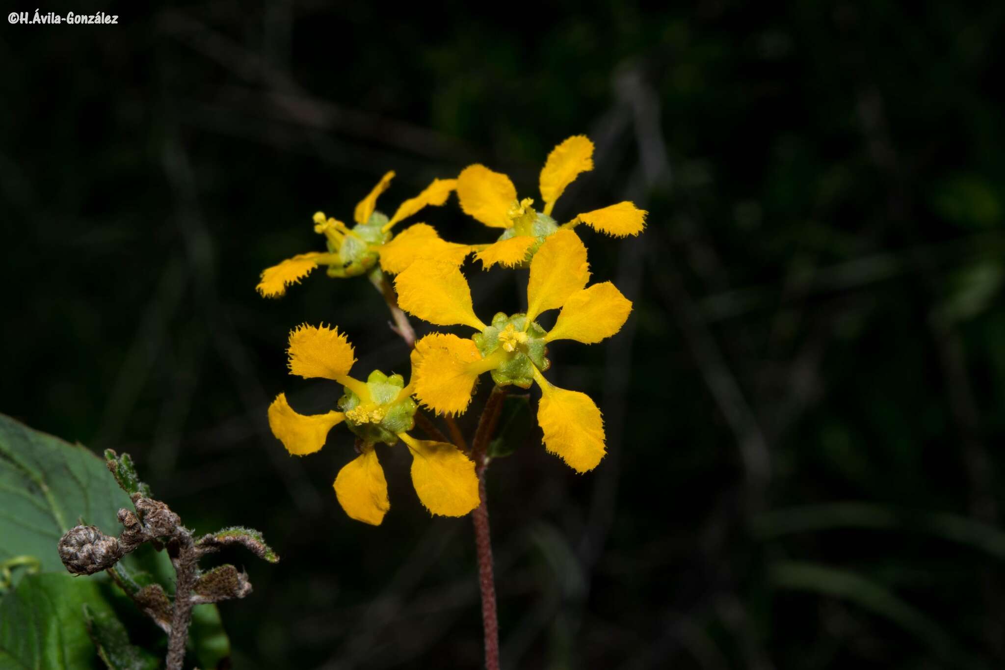 صورة Gaudichaudia hirtella (Rich.) S. L. Jessup