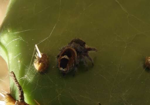 Image of Phidippus pacosauritus