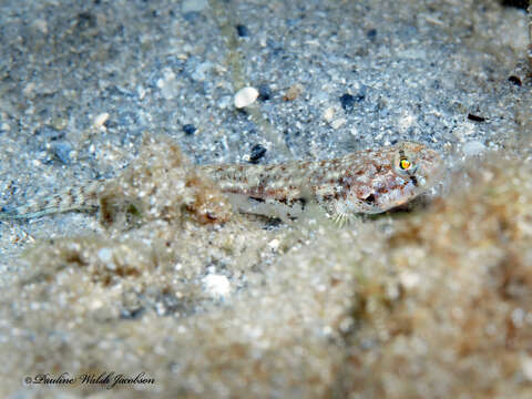 Image de Ctenogobius saepepallens (Gilbert & Randall 1968)