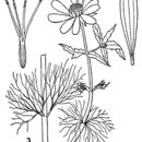 Image of Bidens beckii Torr.