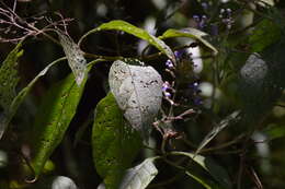 Image of Azulejo