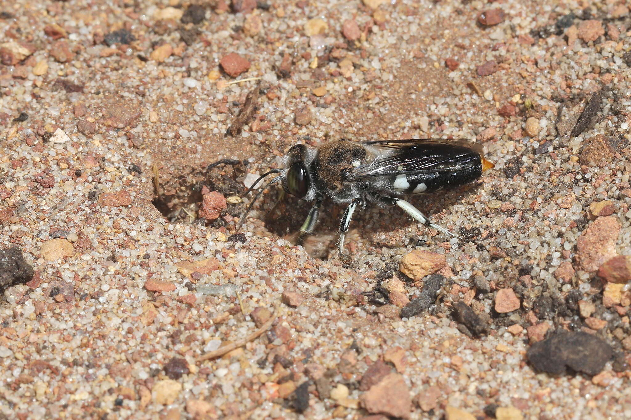 Plancia ëd Bembix vespiformis F. Smith 1856