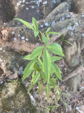 Image of Searsia pendulina (Jacq.) Moffett