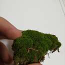 Image of montane dicranum moss
