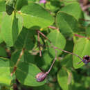 Image of Hypericum hircinum subsp. hircinum