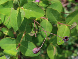 Image of Hypericum hircinum subsp. hircinum