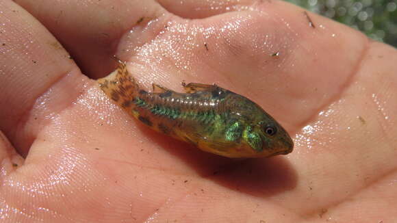 Imagem de Corydoras paleatus (Jenyns 1842)