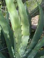 Image of Baja California Sur Agave