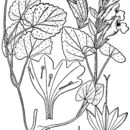 Image of Meehan's mint