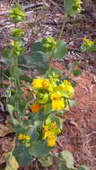 Image of Goodenia panduriformis