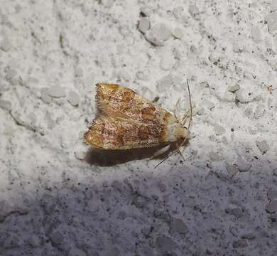 Image of Deuterogonia pudorina Wocke 1857