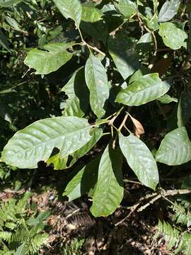 Plancia ëd Lithocarpus kawakamii (Hayata) Hayata