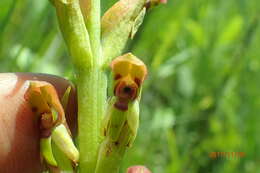 Image of Disa brevicornis (Lindl.) Bolus