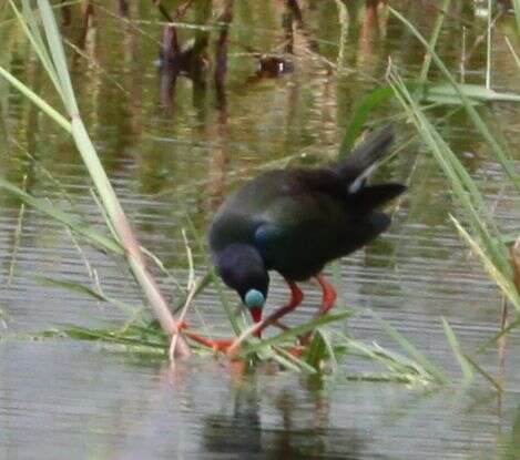 Image of Allen's Gallinule