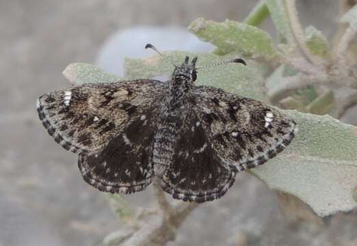 Image of Hesperopsis alpheus Edwards 1876