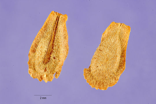 Image of rough potato