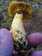 Image of Cortinarius canarius (E. Horak) Gasparini 2014