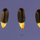 Image of Melampyrum lineare Desr.