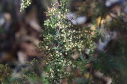 Imagem de Artemisia annua L.