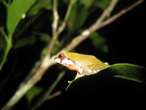 Image of Variable Bush Frog