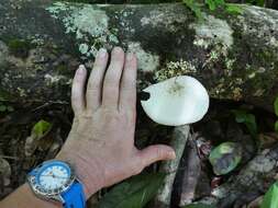 Image of Oudemansiella exannulata (Cleland & Cheel) R. H. Petersen 2010