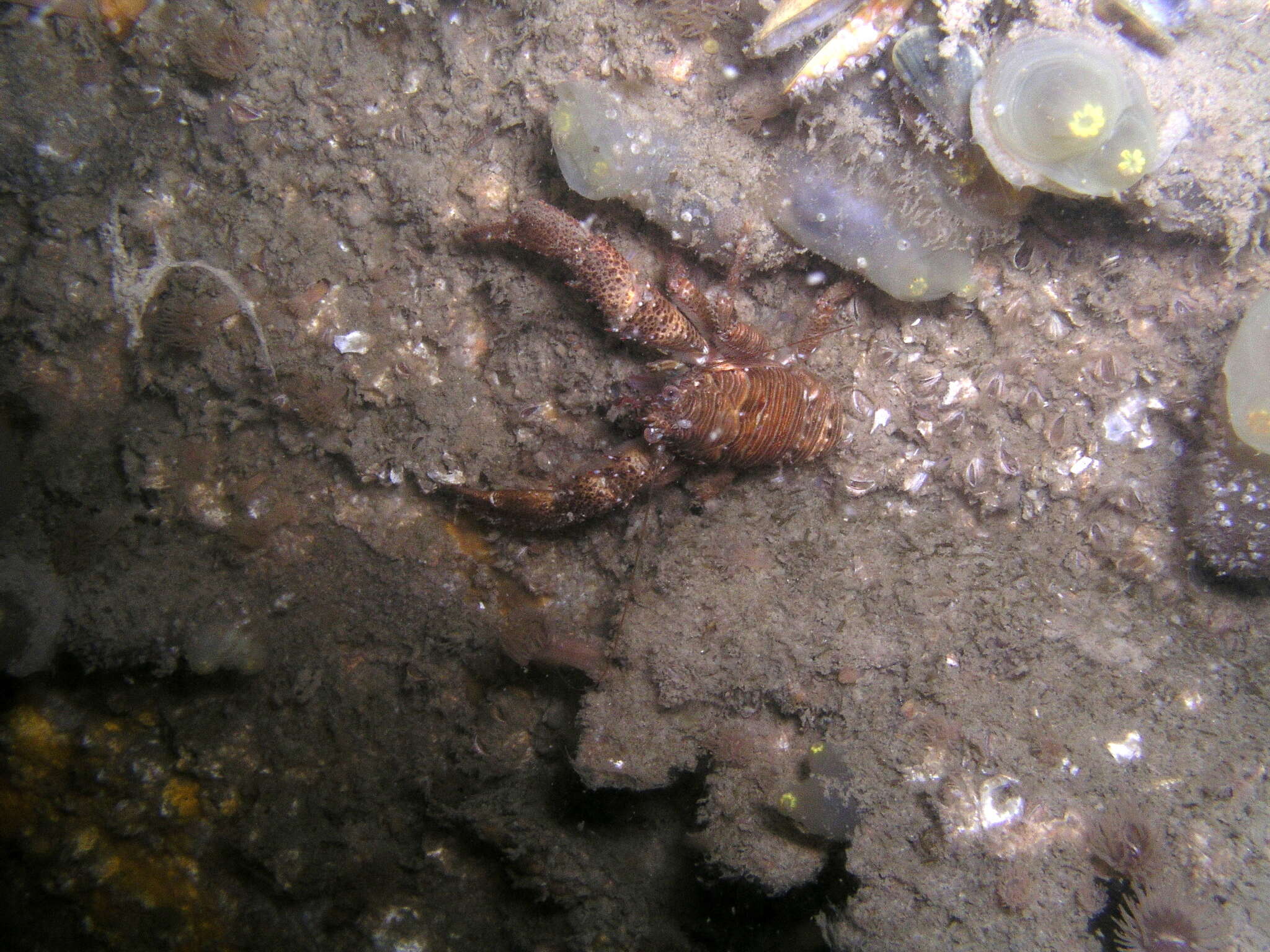 Image of Leach's squat lobster