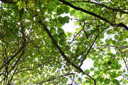 Image de Tilia americana var. americana