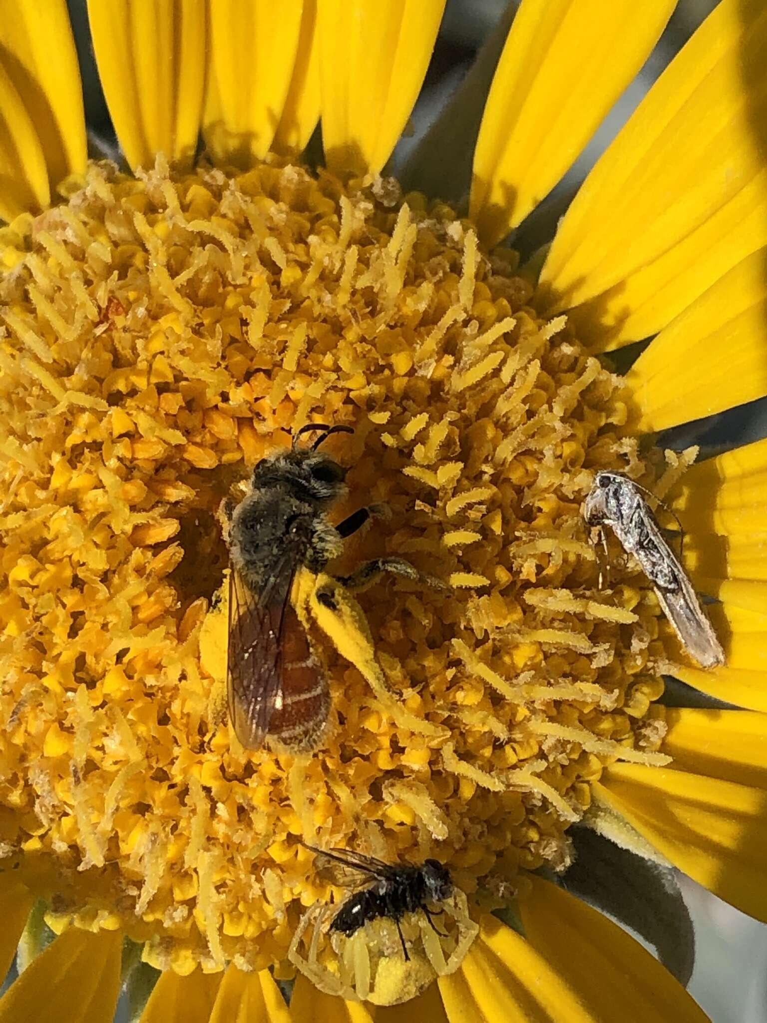 Image of Andrena balsamorhizae La Berge 1967