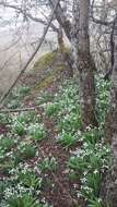 Image of Galanthus plicatus M. Bieb.