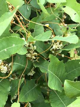 Cuscuta cephalanthi Engelm. resmi