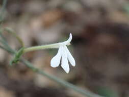 Rhinacanthus latilabiatus (K. Balkwill) I. Darbysh. resmi