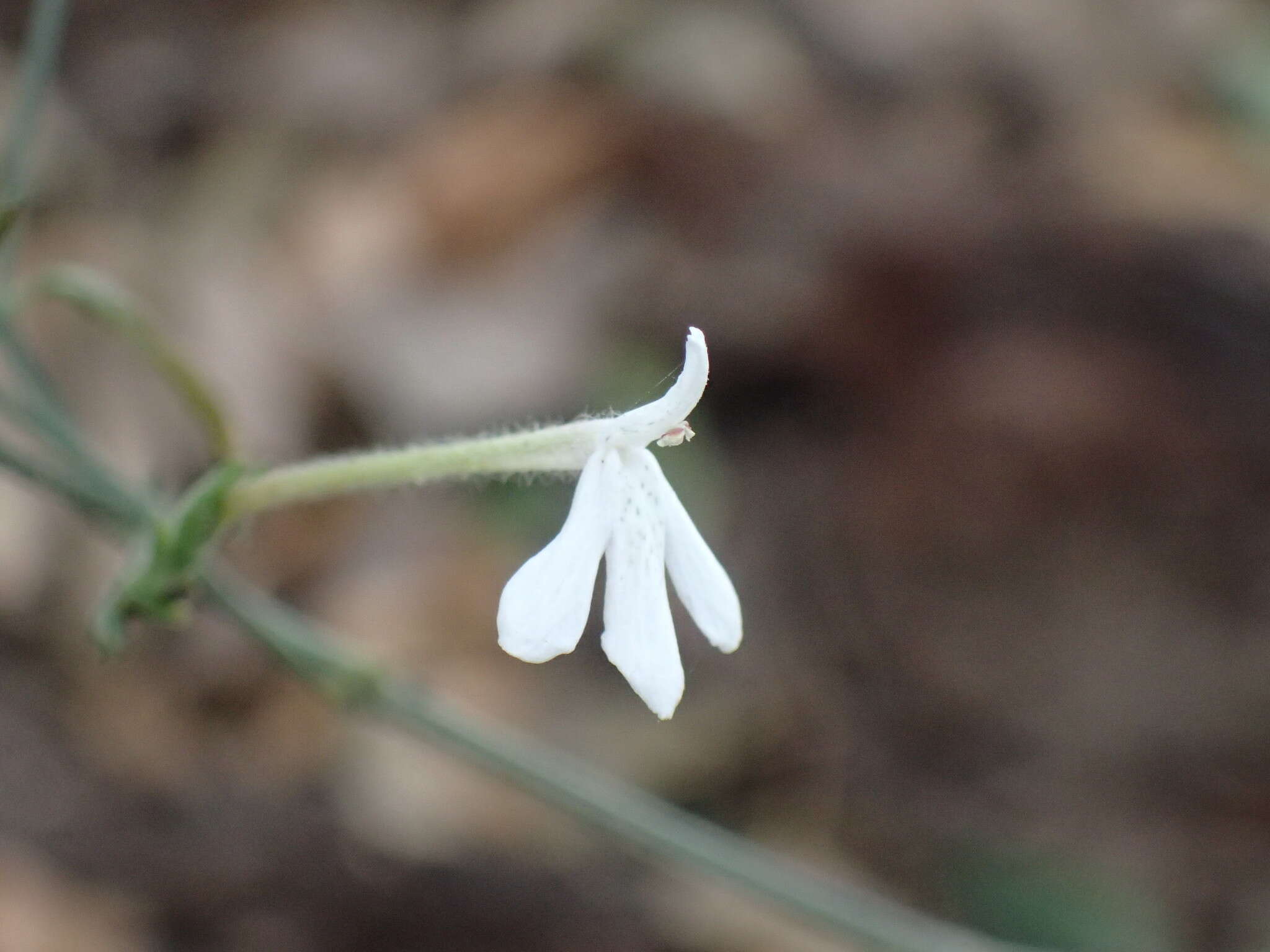 Image of Rhinacanthus latilabiatus (K. Balkwill) I. Darbysh.