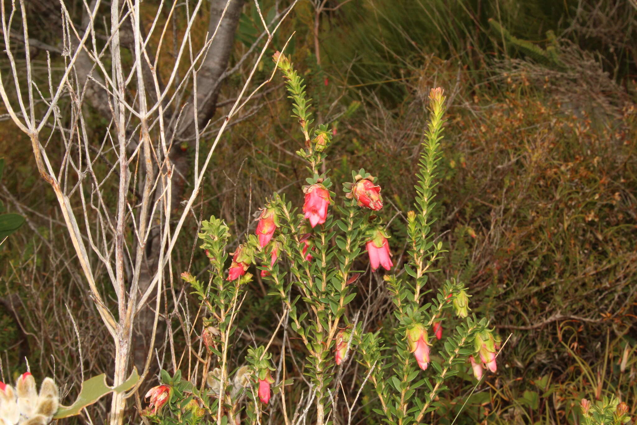 Image de Darwinia squarrosa (Turcz.) Domin