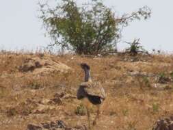 Image of Ludwig's Bustard